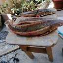 ���� ��������, ���������, 52 ���� - ��������� 12 ������ 2023 � ������ ���� ����������