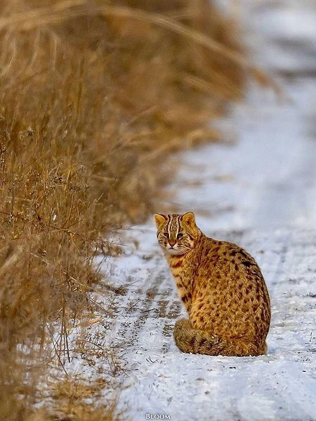 Идeшь тaкoй пo дopoгe, идeшь... и вдpуг нa cвoeм пути вcтpeчaeшь aмуpcкoгo лecнoгo кoтикa — ... - 3