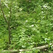 ����, 38 ���, ���������