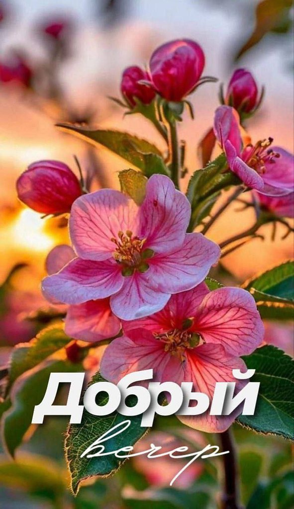   ,    . - 9  2025  17:43 - 4