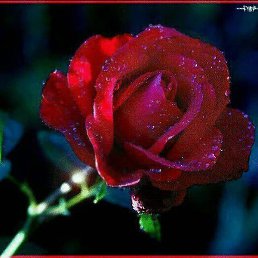 ������, �����, 30 ���