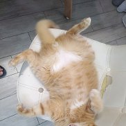  , 51 , 