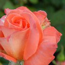 ���� ������, ������, 71 ��� - ��������� 24 ������ 2024 � ������ ���� ����������
