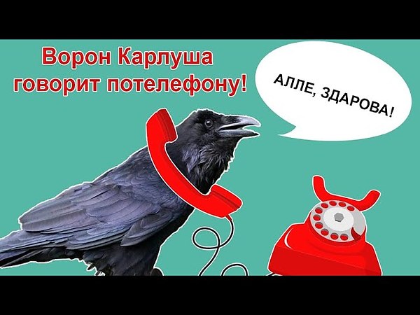 ворон каркает. ручной ворон. ворона кар. как говорит ворона. ворона каркает.
