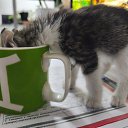 ���� ����-�����������, �����������, 66 ��� - ��������� 12 ������ 2025 � ������ ������ ��������