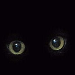 �������, ���������, 48 ���