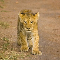 ���� ������, �������, 64 ���� - ��������� 8 ������ 2025