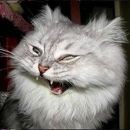 ����, �������, 101 ���