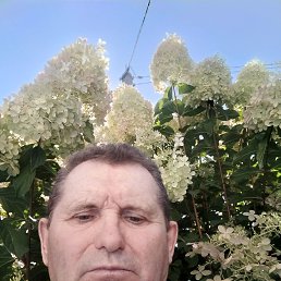 , 65 , 