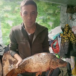 ���������, 38 ���, �����