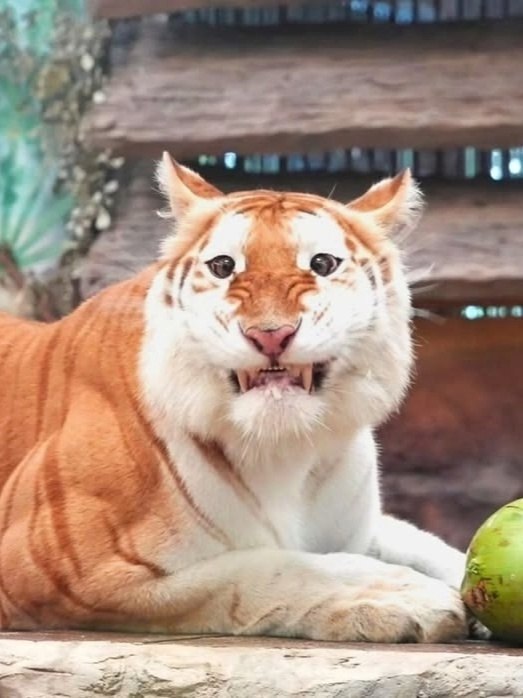 ,  .  4 ,   -  .  ,    ... - 3