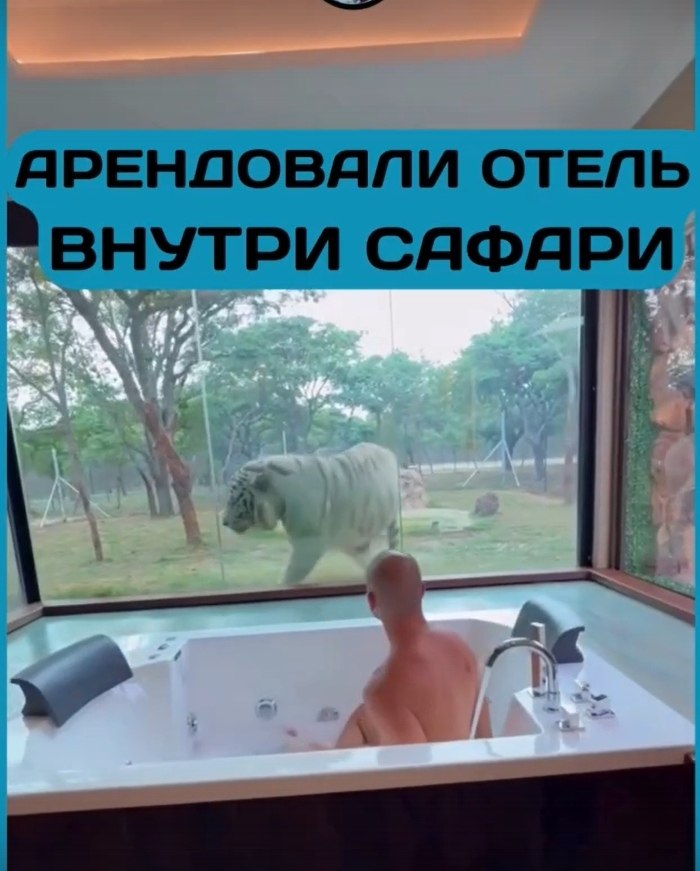 Каково это — проснуться под рев льва и увидеть жирафа за окном? Отель Mara River Safari Lodge на ...