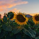 ���� ����, ���������, 33 ���� - ��������� 30 ������ 2023 � ������ ���� ����������