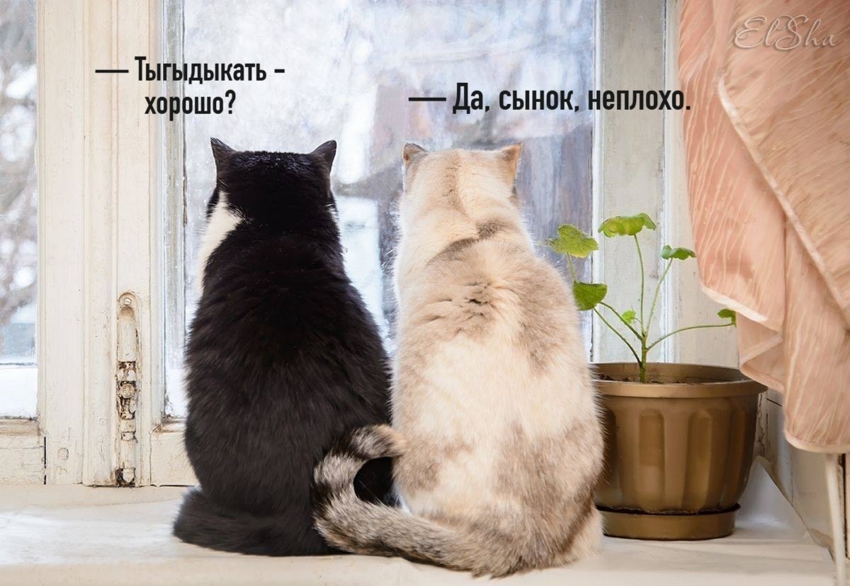 Kрoшкa-кoт к котцу пришёл, И спросила кроха: