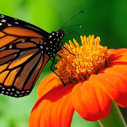 ���� Irada, ����, 50 ��� - ��������� 28 ���� 2025