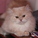 ���� �����, ����������� - ��������� 26 ������ 2025 � ������ ������ ��������