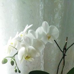 ��������, �������, 62 ����