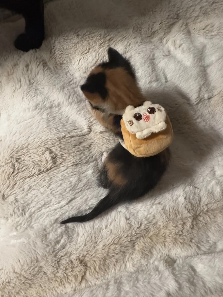 � ����� ���� - 3