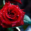 ���� �����, �����, 57 ��� - ��������� 17 ������� 2024 � ������ ���� ����������