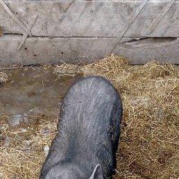 �����, �����������, 50 ���