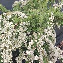 ���� Svetlanna, ������������ - ��������� 14 �������� 2024 � ������ ���� ����������