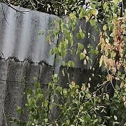 ������, 41 ���, ������