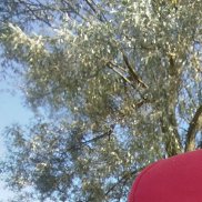 �����, 36 ���, �����