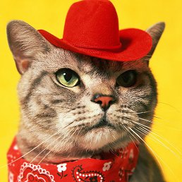 Котоf, Находка