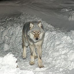 ������, ���������, 62 ����