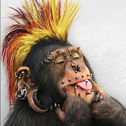 ��� ����, ���������