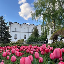 �����, ��������, 54 ����