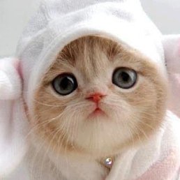 ���� �����, ����, 40 ��� - ��������� 23 ������ 2026