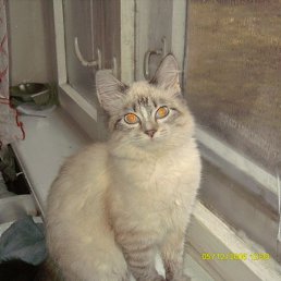 �������, �����-���������, 53 ����