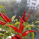  , -, 55  -  19  2025    