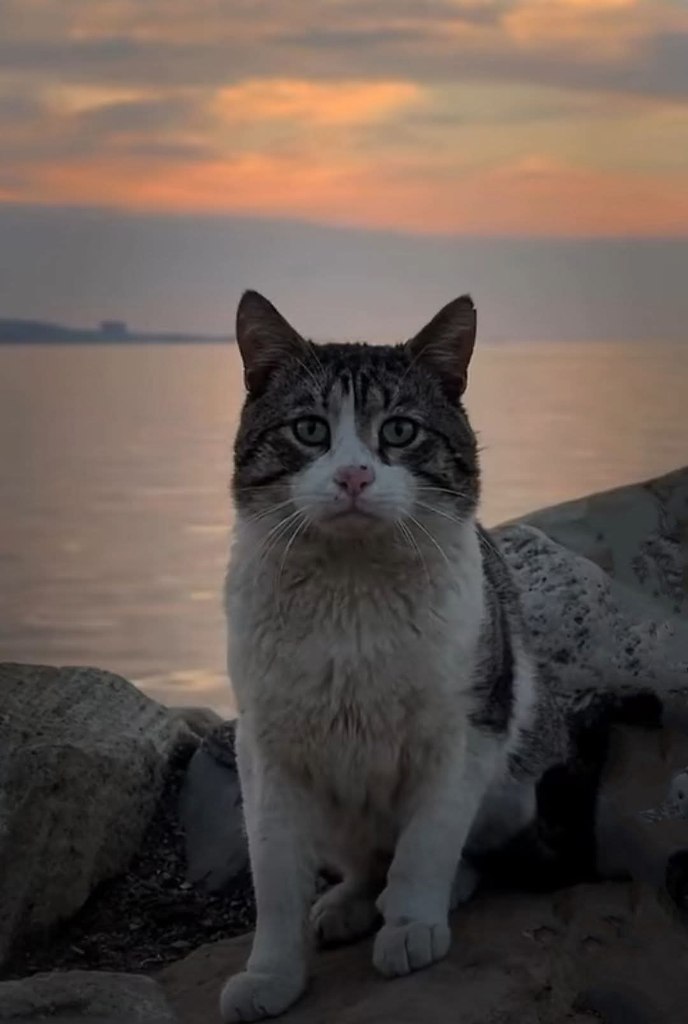 :) Идешь по улице и замечаешь потрепанную серую кошку, а она замечает, что ты ее заметил. Ты ...