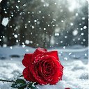 ���� Mila, ������ - ��������� 2 ������� 2026 � ������ ���� ����������