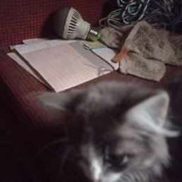 ����, ������, 39 ���