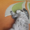 ��� �� ���� �� ������� ���� ����������