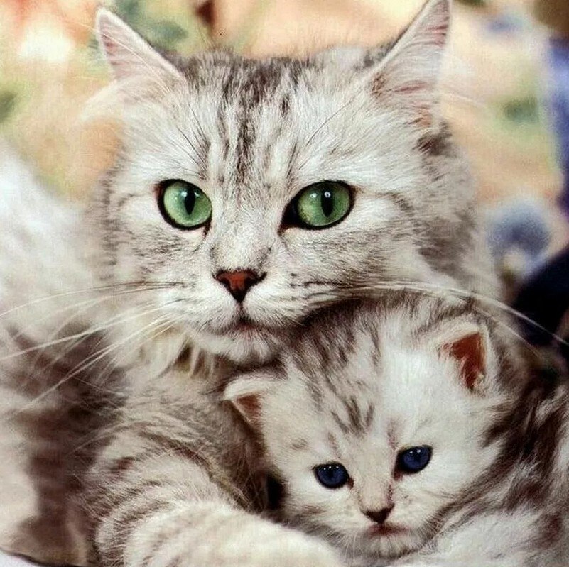 ������ �������? �������� �������, �������� �������!