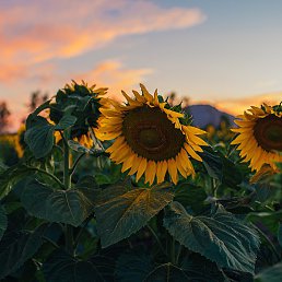 ����, ���������, 32 ����