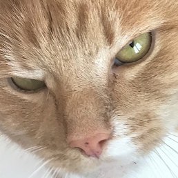 ����, �����-���������, 23 ����