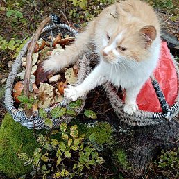 �����, ����, 52 ����