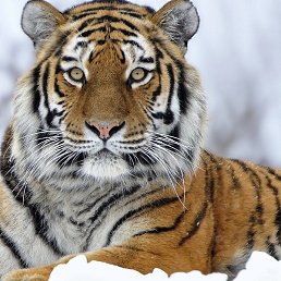 �����, ������, 44 ����