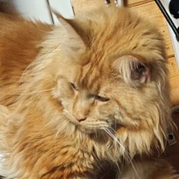 ����, �������, 43 ����