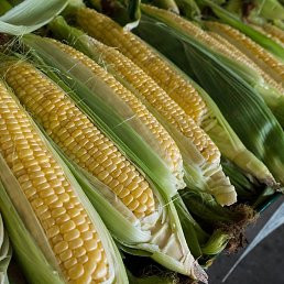 Ը���, �������, 57 ���