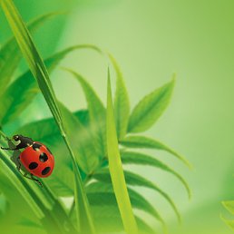 �����, ���, 78 ���