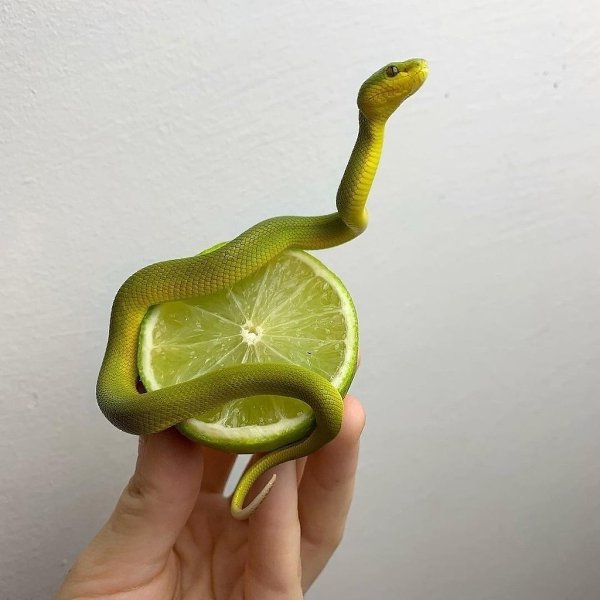 ��-����� ��� ������ �� ��������
