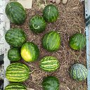 ���� ���:, �������, 75 ��� - ��������� 6 ������ 2024