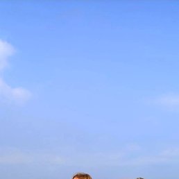 Dina, �����-���������, 28 ���