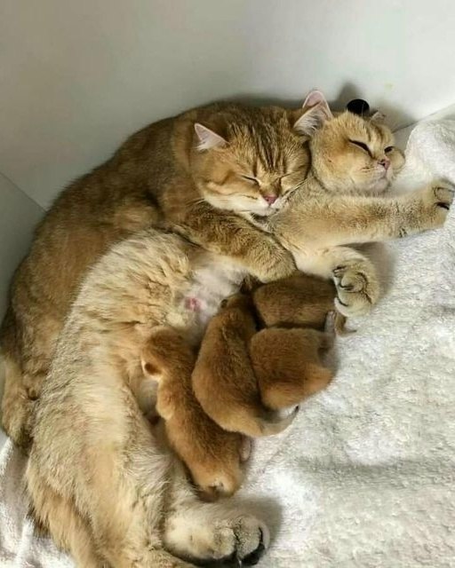�������� ����